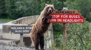 Bear Leaning On Sign