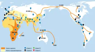 Human Migration Map