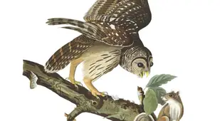 Barred Owl