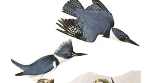 Belted Kingfisher