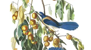 Florida Jay
