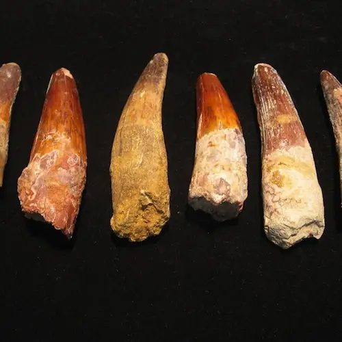 The Seven Craziest Dinosaur Facts You Will Ever Read