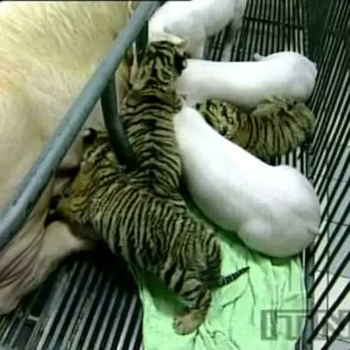 Pigs And Tigers Rear Each Others Young