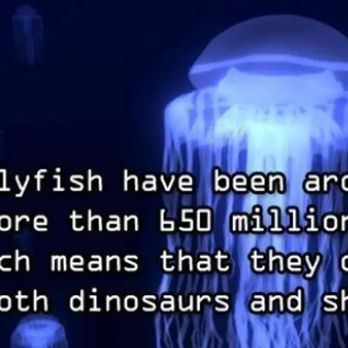 Ten Amazing Facts About Ocean Animals