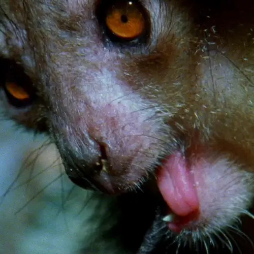 The World's Six Most Bizarre Animals