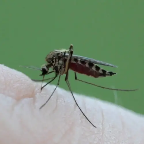 The World's Six Smallest And Deadliest Animals