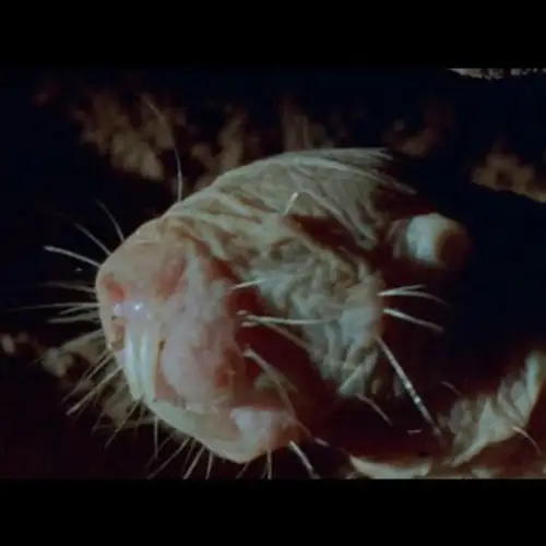 The World's 7 Ugliest Animals
