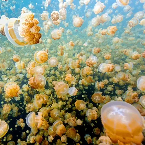 Jellyfish Lake And The Daily Dance of 10 Million Golden Jellyfish
