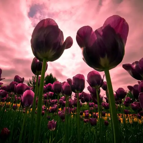 The World's Most Beautiful Spring Blooms