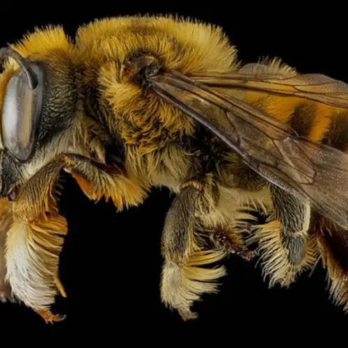 The Buzz On Sam Droege’s Macro Bee Photography