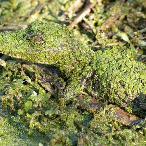 Animal Camouflage: When Survival Meets Beauty