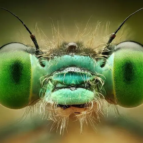 50 Incredible Examples Of Macro Photography In Action