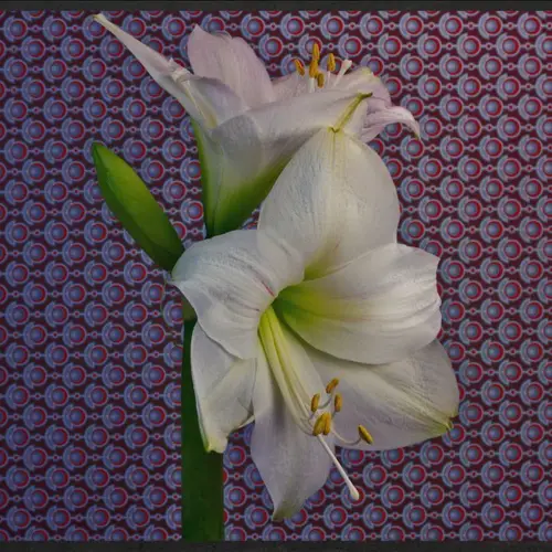 Get Ready For Spring With This Stunning "Flowers" Time Lapse