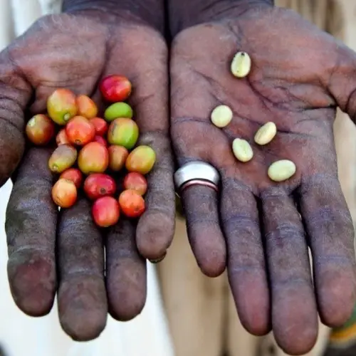 Kaldi And The Dancing Goats: How One Boy "Discovered" Coffee