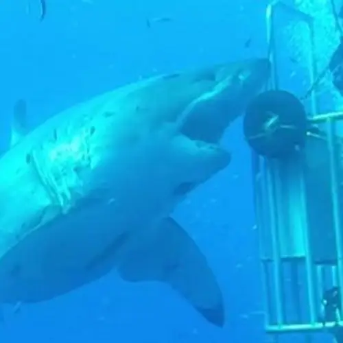 Video Of The Day: New Footage Of The Biggest Great White Shark Ever Filmed