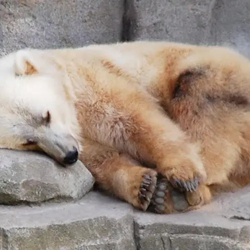 Astounding Grizzly-Polar Bear Hybrid Found In Canada