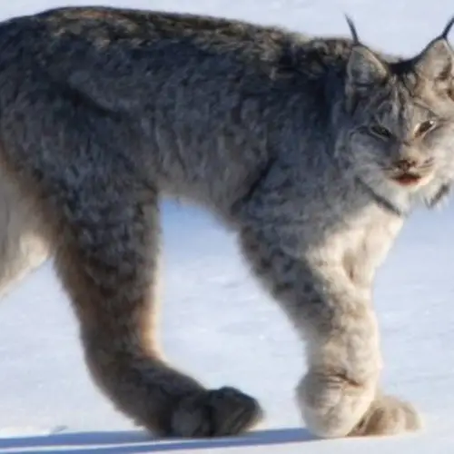 Explore The North Pole With These 21 Fascinating Arctic Animals