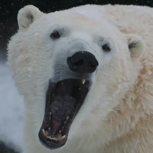 Deadly Two-Week Polar Bear Siege On Remote Russian Base Comes To Dramatic Conclusion