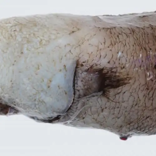 Faceless Fish Caught in Australia for the First Time in 140 Years