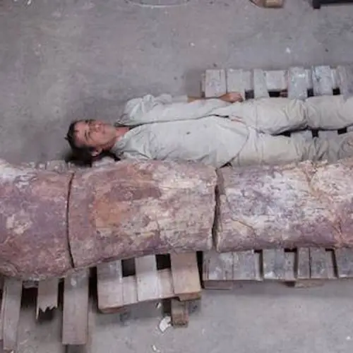 The New Biggest Dinosaur Ever Has Been Found And It's 10 Times Larger Than A T-Rex