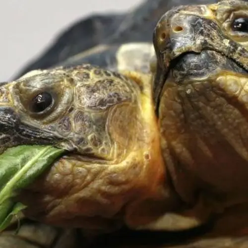 16 Fascinating Photos Of Two-Headed Animals Found In Nature