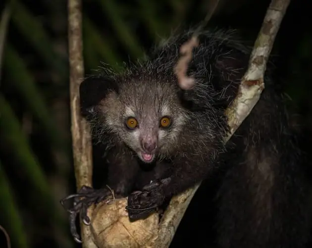 Aye Aye