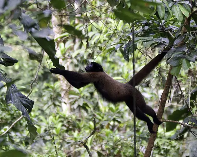 Monkey Stretch