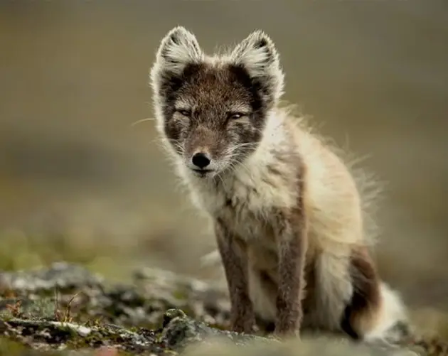 Arctic Fox