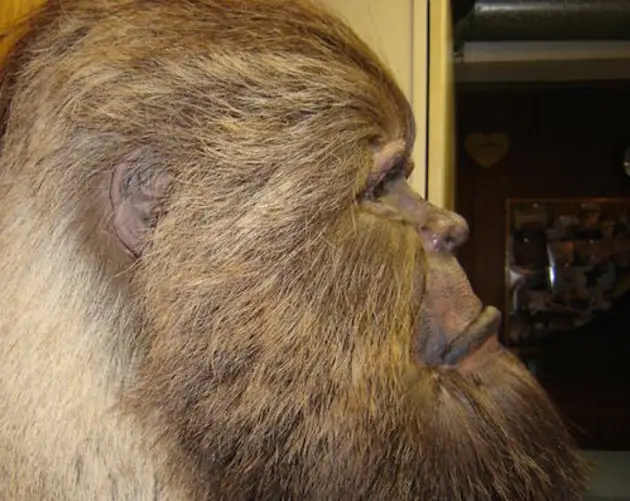 Bigfoot Taxidermy