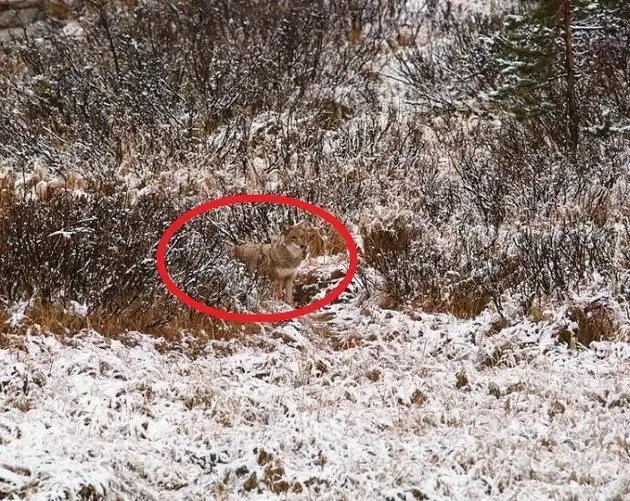 Coyote Circled