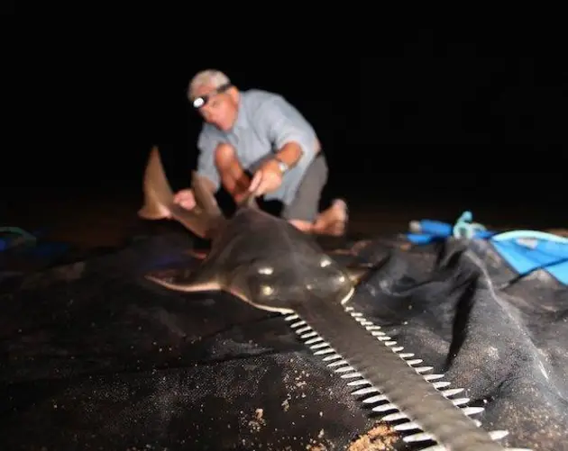 Sawfish
