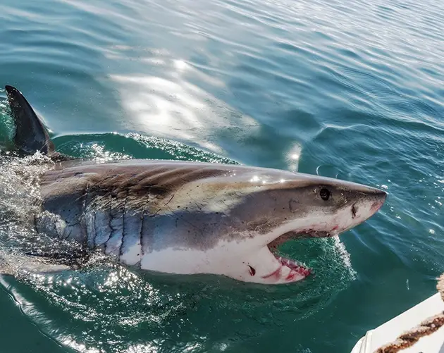 Out Of Water Shark