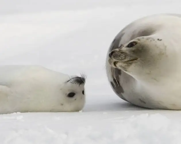 Harp Seal