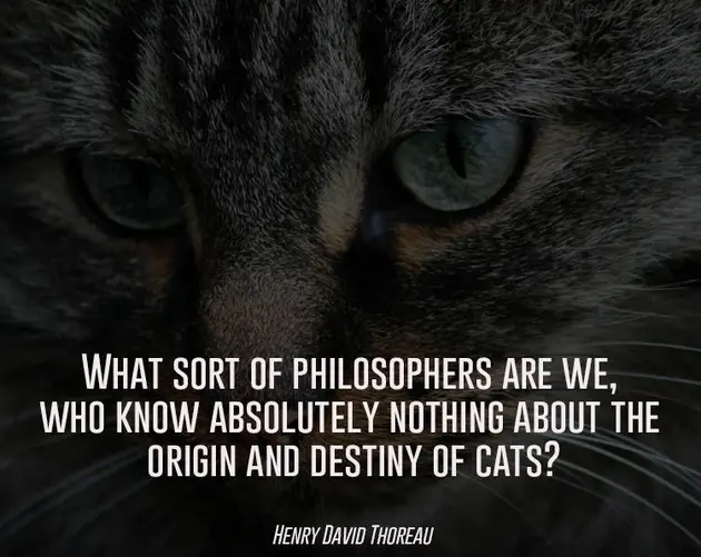 The Origin And Destiny Of Quotes