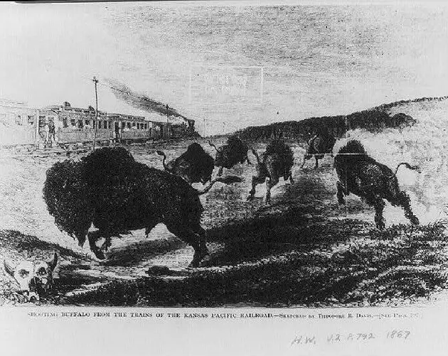 Shooting Buffalo From Train