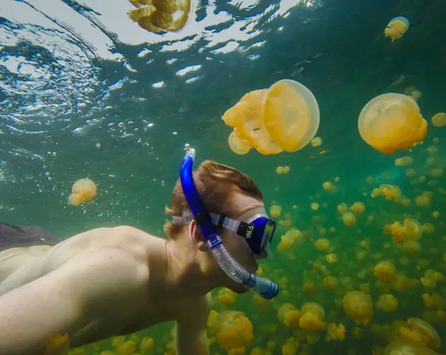 Jellyfish Lake Snorkeling