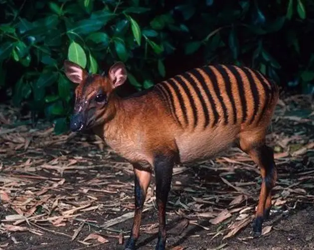 Zebra Duiker