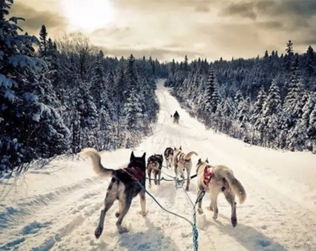Winter Instagram Photos Russia Dogs