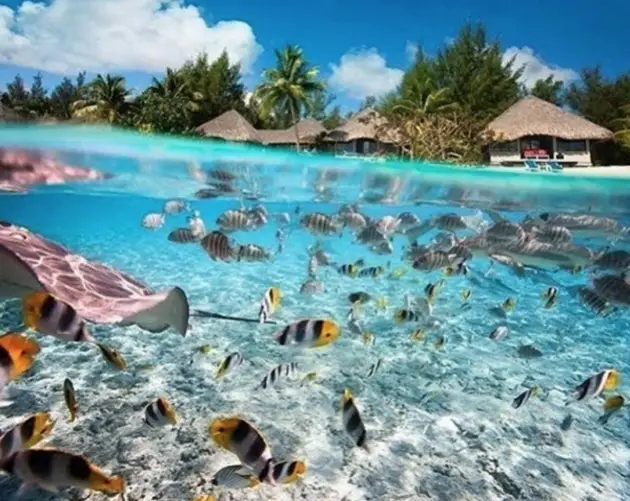 Tropical Fish Swimming
