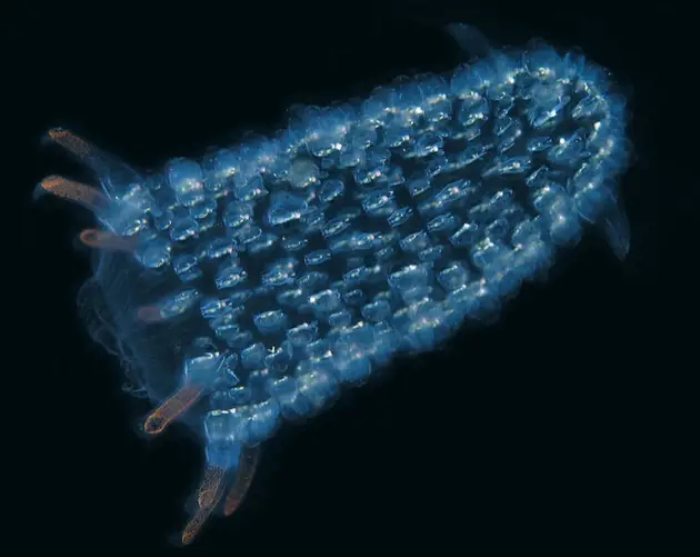 Blue Comb Jellyfish Facts