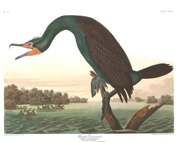 Florida Cormorant