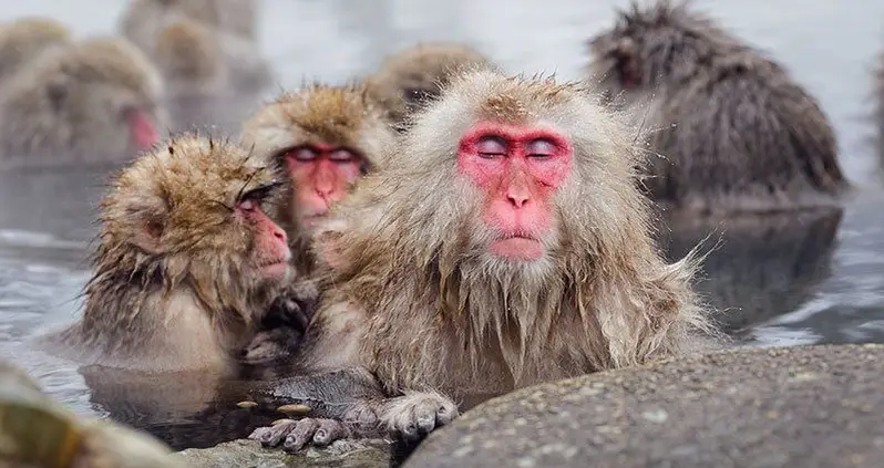 Jigokudani Monkey Park: Where Snow Monkeys Go To Hot Tub