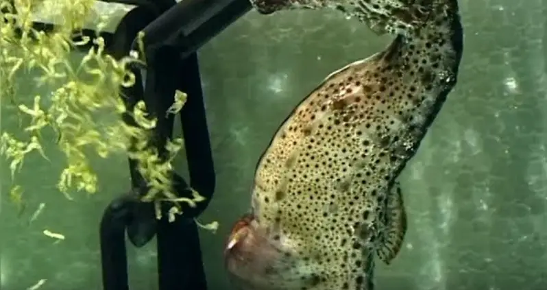 Video Of The Day: Watch A Seahorse Give Birth To 2,000 Babies In 30 Seconds
