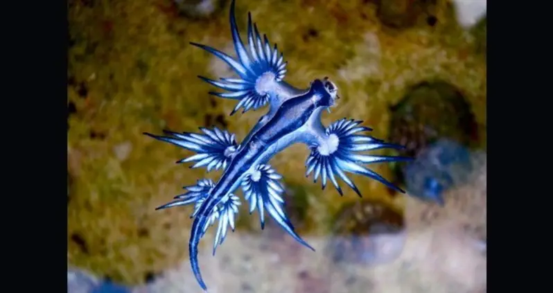 Meet The Blue Dragon, The World’s Most Beautiful – And Deadly – Slug