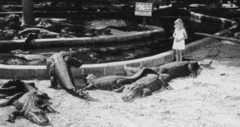 33 Unbelievable Vintage Photos From The Heyday Of Alligator Farms