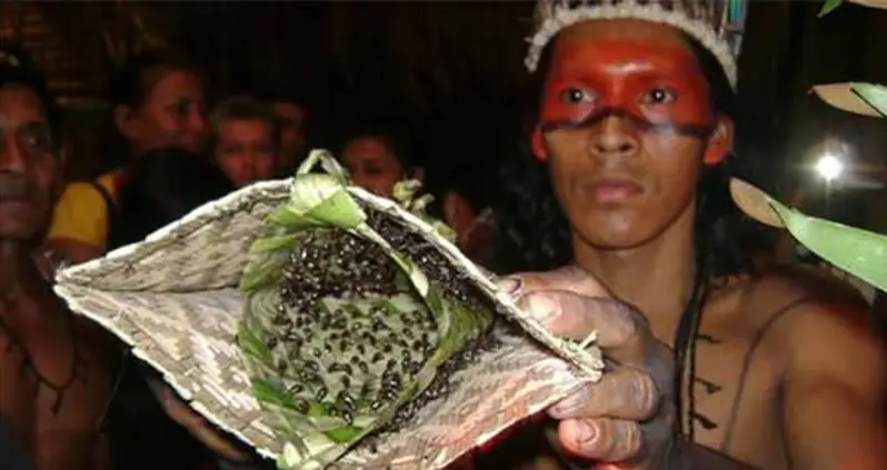The Excruciating Bullet Ant Glove Test Of The Mawé People [VIDEO]