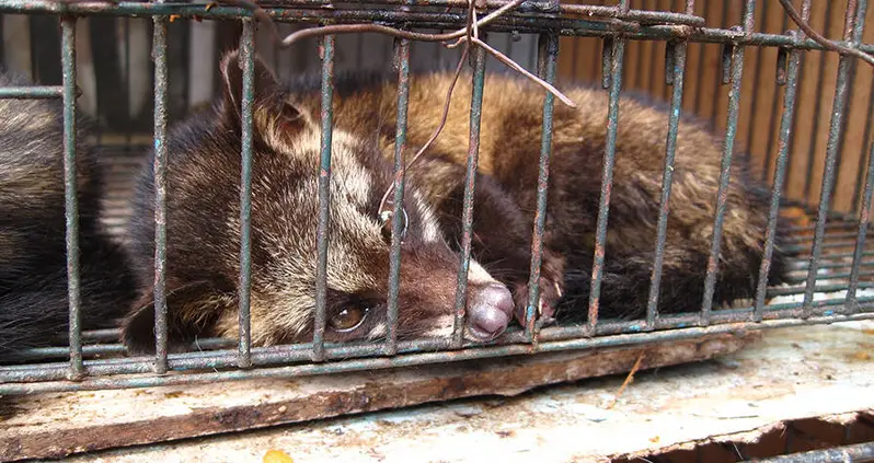 Kopi Luwak, The Expensive Delicacy Known As ‘Cat Poop Coffee’