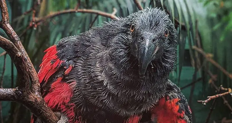 The Ultra-Rare Dracula Parrot Looks Like A Vampire And Screams To Communicate