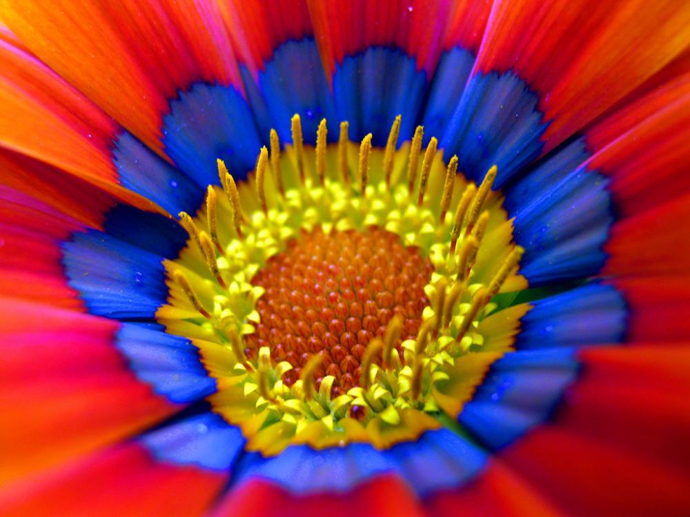 gazania-flower-photograph Gazania Flower