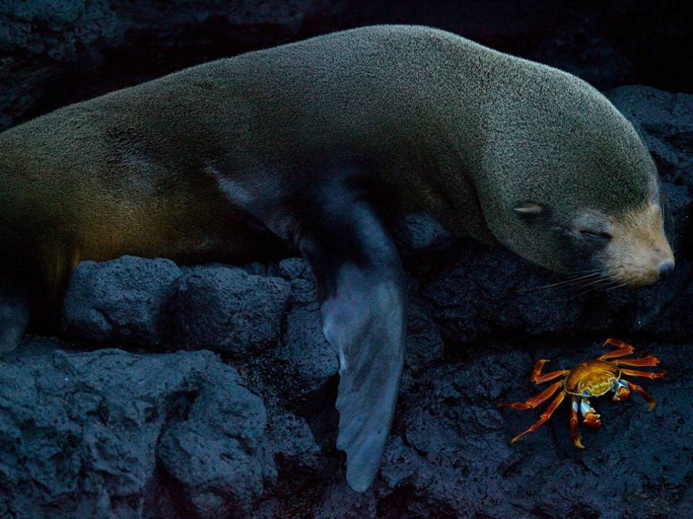 seal-crab-galapagos-island A Seal Eating A Crab On The Galapagos